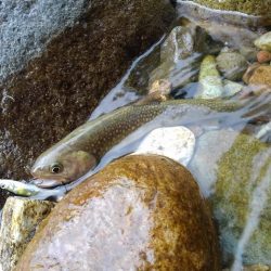 渓流ベイトフィネス初挑戦